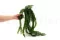 Artificial Potted Lycopodium 4