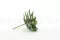 Succulente Agave artificielle 4