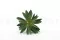 Succulenta Agave artificiale 3