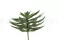 Succulenta Agave artificiale 5
