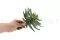 Succulente Agave artificielle 6