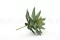 Succulenta Agave artificiale 7