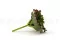 Pianta succulenta artificiale 4