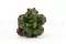 Artificial succulent 2