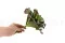 Artificial succulent 6