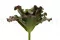 Artificial succulent 7