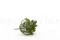 Crassula Ovata Artificiale 4