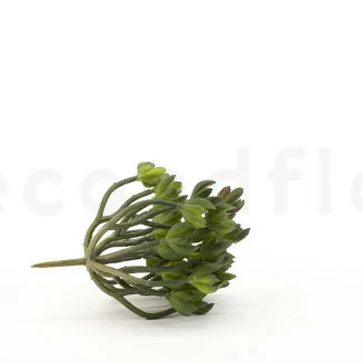 Crassula Ovata artificial