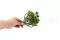 Artificial Crassula Ovata 5