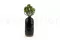 Artificial Crassula Ovata 2