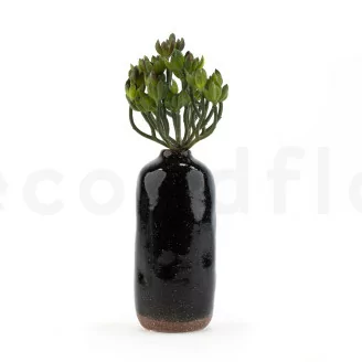 Crassula Ovata Artificiale