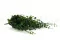 Dichondra artificiale Ricadente 4