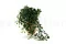 Dichondra artificiale Ricadente 3