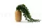 Chute de Dichondra artificielle 2