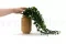 Dichondra artificiale Ricadente 5