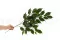 K&uuml;nstlicher Exotica-Ficus 4