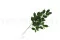 Ficus Exotica artificiale 2