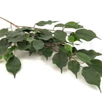 Ficus Exotica artificiale