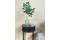 Ficus Exotica artificiel 6