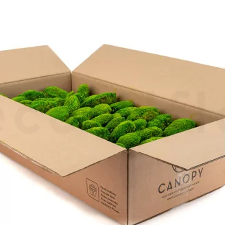 Muschio a Sfera stabilizzato Light Green (Cartone sfuso)