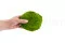 Muschio a Sfera stabilizzato Light Green (Cartone sfuso) 5