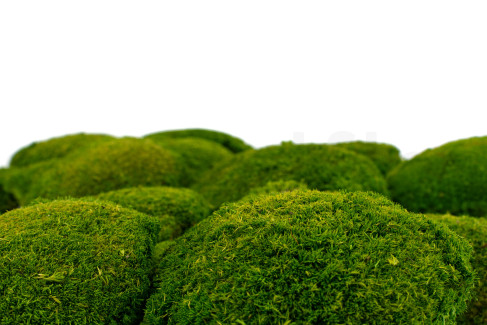 Muschio a sfera stabilizzato - Cartone sfuso - Light Green
