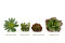 Artificial Echeveria Curly Locks - Green 9