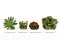 Succulente artificielle 9
