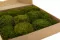 Hair Moss stabilizzato (Scatola) 6
