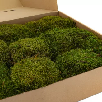 Preserved Hair Moss (Box)