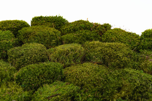 Hair Moss Preserved - Box - Light Green
