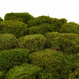 Hair Moss preservado (Caja)