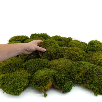 Hair Moss stabilis&eacute;e (Bo&icirc;te)