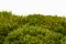 Hair Moss stabilis&eacute;e (Bo&icirc;te) 5