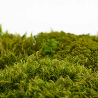 Hair Moss stabilis&eacute;e (Bo&icirc;te)