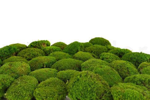 Mini Ball Moss Preserved - Box - Light Green