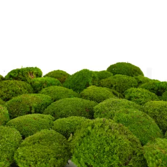 Preserved Mini Ball Moss Light Green (Box)