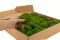 Preserved Mini Ball Moss Light Green (Box) 7