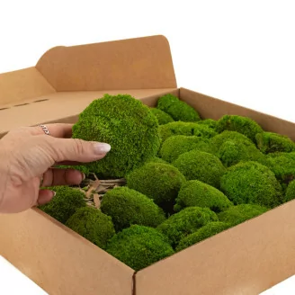 Mini Muschio a sfera stabilizzato Light Green (Scatola)