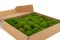 Konservierter Mini Kugelmoos Light Green (Box) 3
