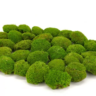 Mini Muschio a sfera stabilizzato Light Green (Scatola)