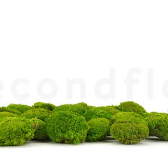 Mini Muschio a sfera stabilizzato Light Green (Scatola)