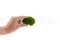 Konservierter Mini Kugelmoos Light Green (Box) 9