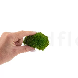 Preserved Mini Ball Moss Light Green (Box)