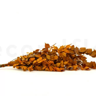 Preserved Stuartiana Eucalyptus Orange