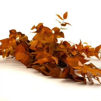 Preserved Stuartiana Eucalyptus Orange
