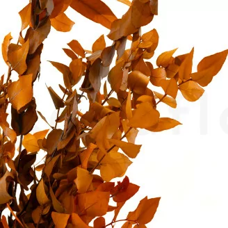 Preserved Stuartiana Eucalyptus Orange