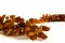 Preserved Stuartiana Eucalyptus Orange 7