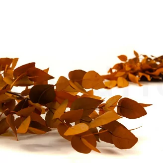 Preserved Stuartiana Eucalyptus Orange