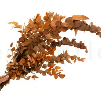 Konservierter Stuartiana-Eukalyptus Orange